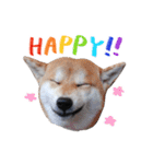 柴犬 空丸＆花丸（個別スタンプ：27）