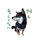 柴犬 空丸＆花丸（個別スタンプ：28）