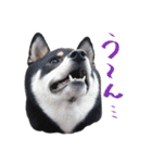 柴犬 空丸＆花丸（個別スタンプ：30）