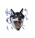 柴犬 空丸＆花丸（個別スタンプ：31）