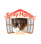 虎吉福島4（個別スタンプ：1）
