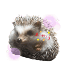 ハリネズミそらちゃん*°♡（個別スタンプ：1）