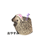 ハリネズミそらちゃん*°♡（個別スタンプ：5）