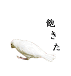 ステイホームな文鳥（個別スタンプ：1）