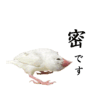 ステイホームな文鳥（個別スタンプ：2）