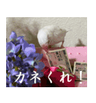 ステイホームな文鳥（個別スタンプ：4）