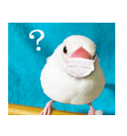 ステイホームな文鳥（個別スタンプ：6）