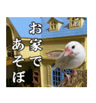 ステイホームな文鳥（個別スタンプ：8）