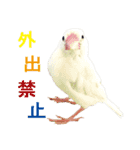 ステイホームな文鳥（個別スタンプ：10）