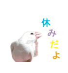 ステイホームな文鳥（個別スタンプ：12）