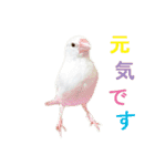 ステイホームな文鳥（個別スタンプ：13）