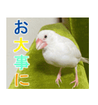 ステイホームな文鳥（個別スタンプ：14）