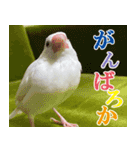 ステイホームな文鳥（個別スタンプ：15）