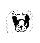 うちのボストン（個別スタンプ：7）