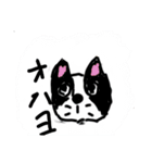 うちのボストン（個別スタンプ：8）