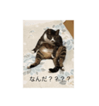 コバ（ネコ）のスタンプ！！（個別スタンプ：6）