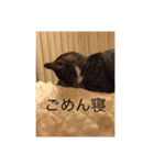 コバ（ネコ）のスタンプ！！（個別スタンプ：8）