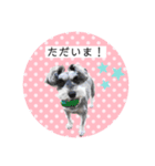 ミニチュアシュナウザーのココア♡（個別スタンプ：2）