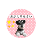 ミニチュアシュナウザーのココア♡（個別スタンプ：3）