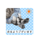 ミニチュアシュナウザーのココア♡（個別スタンプ：4）