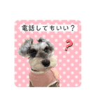 ミニチュアシュナウザーのココア♡（個別スタンプ：8）