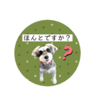 ミニチュアシュナウザーのココア♡（個別スタンプ：9）