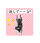ミニチュアシュナウザーのココア♡（個別スタンプ：10）