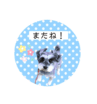 ミニチュアシュナウザーのココア♡（個別スタンプ：11）