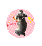 ミニチュアシュナウザーのココア♡（個別スタンプ：14）