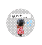 ミニチュアシュナウザーのココア♡（個別スタンプ：15）