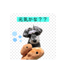 ミニチュアシュナウザーのココア♡（個別スタンプ：16）
