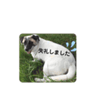 ひと言わんちゃんず2（個別スタンプ：1）