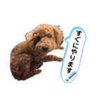 ひと言わんちゃんず2（個別スタンプ：5）