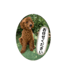 ひと言わんちゃんず2（個別スタンプ：6）