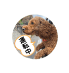ひと言わんちゃんず2（個別スタンプ：10）