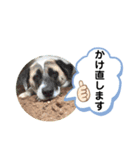 ひと言わんちゃんず2（個別スタンプ：11）