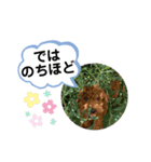 ひと言わんちゃんず2（個別スタンプ：12）