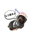 ひと言わんちゃんず2（個別スタンプ：16）