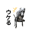 イタグレBee 3（個別スタンプ：8）