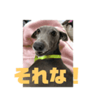 イタグレBee 3（個別スタンプ：9）