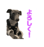イタグレBee 3（個別スタンプ：10）