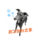 イタグレBee 3（個別スタンプ：11）