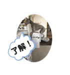 イタグレBee 3（個別スタンプ：15）