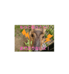 発情島のキョンスタンプアキラバージョン（個別スタンプ：1）