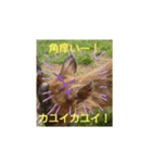 発情島のキョンスタンプアキラバージョン（個別スタンプ：3）