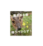 発情島のキョンスタンプアキラバージョン（個別スタンプ：5）