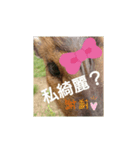 発情島のキョンスタンプアキラバージョン（個別スタンプ：7）