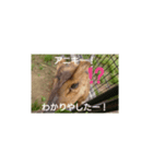 発情島のキョンスタンプアキラバージョン（個別スタンプ：8）