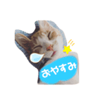 白茶のてんくん（個別スタンプ：4）