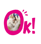 白茶のてんくん（個別スタンプ：5）